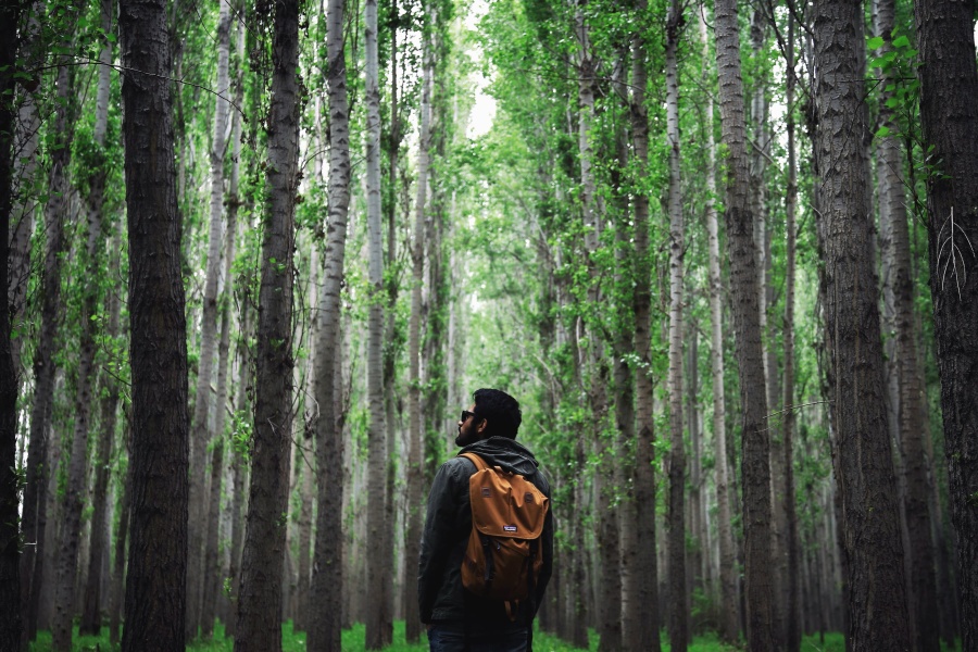 homem, mochila, barba, óculos, floresta, madeira, natureza