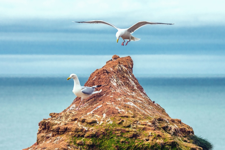 seagull, rocks, birds, beak, feather, sea, water