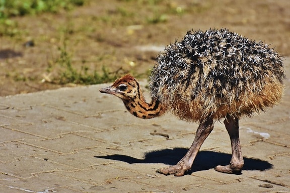 ostrich, feathers, beak, claws, foot, grass, young