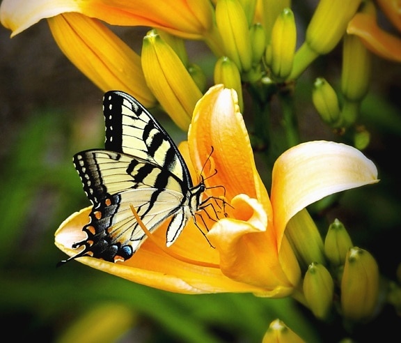 butterfly, flower, petal, bud, insect, plant, pollination, pollen
