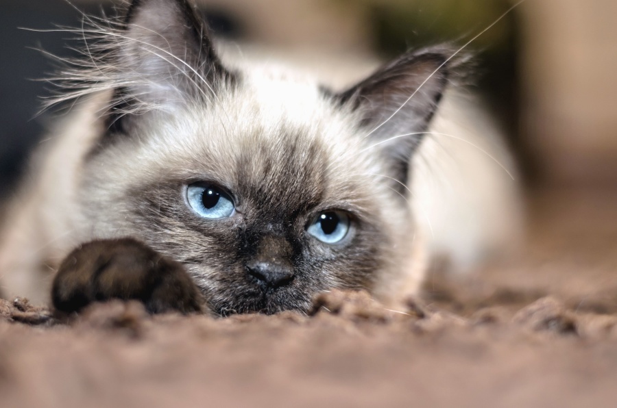 котка, домашни любимци, мустаци, ушите, очите, синьо, кожа