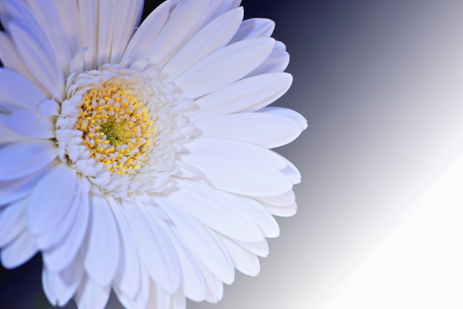 ศาลา เดซี่ ดอกไม้ ดอก พืช สีขาว กลีบดอก เกสร รีสอร์ท