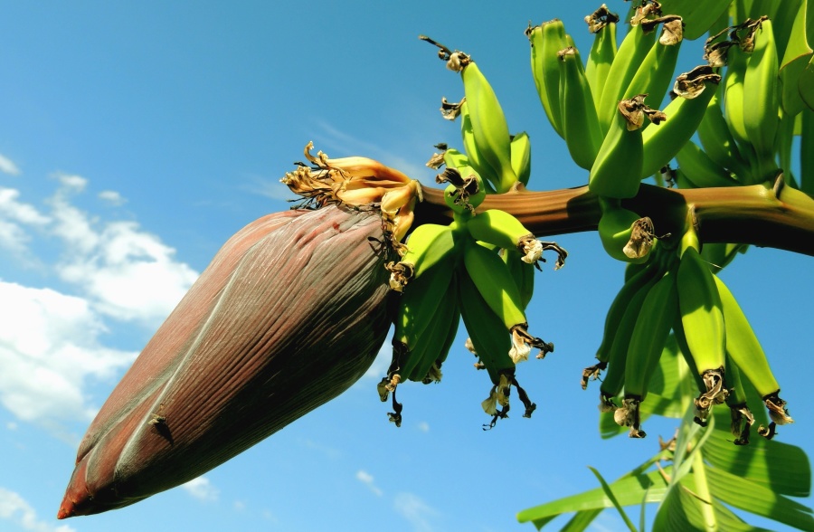 กล้วย ต้นไม้ เขตร้อน สาขา พืช ผลไม้