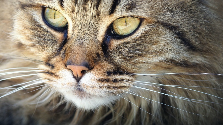 con mèo, đôi mắt, động vật, râu, lông