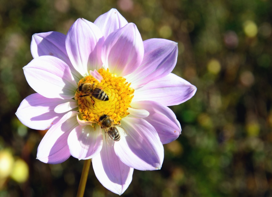 kwiat, Płatek, pszczoły, pyłek, zapylanie, łodyg, natura, rośliny