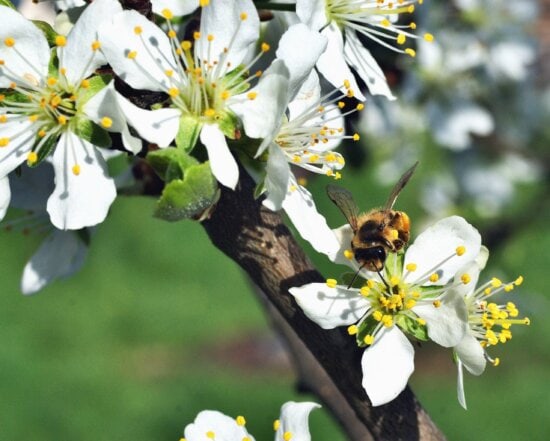bee, tree, flower, petal, pollination, tree, plant