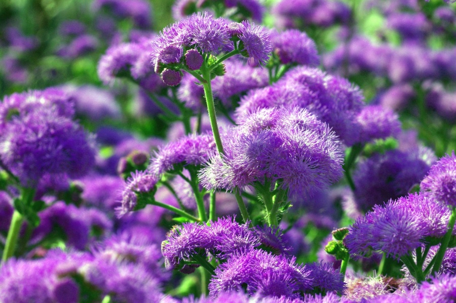 Púrpura, flor, planta, tallos, prado, flor, naturaleza