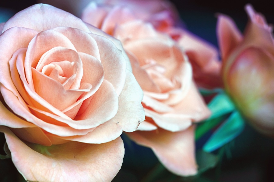Rose, bukett, blomma, kronblad, anläggning, trädgård, makro