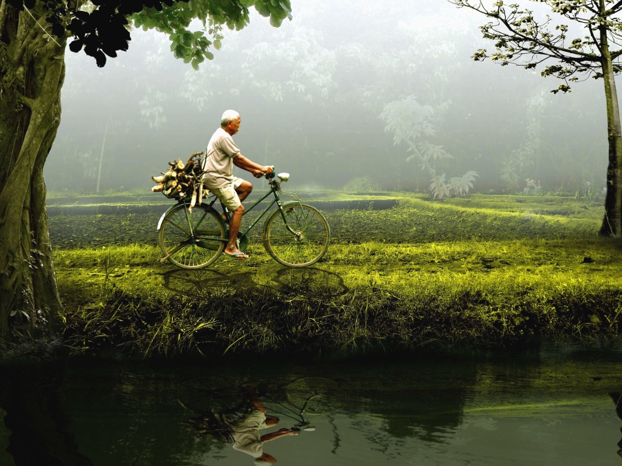 mannen, cykel, floden, träd, gräs, reflektion