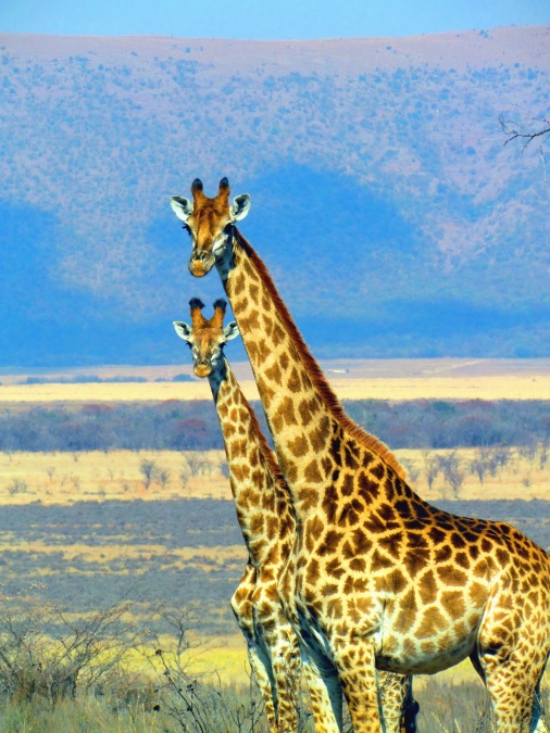 žirafa, zvíře, Afrika, hory, příroda, trávy