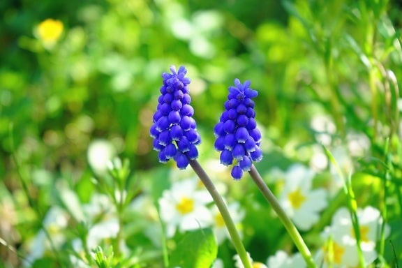 Wilde hyacint, bloem, stam, bloemblaadje, bloesem, gras, natuur, Tuin