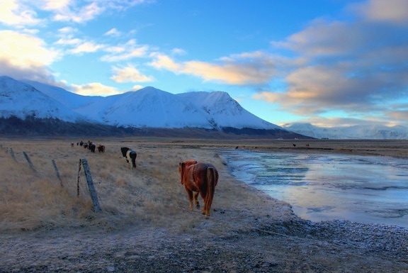 horse, pillar, fences, meadow, mountain, snow, water, frozen, ice