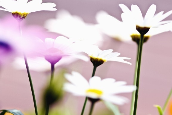 Daisy, bunga, tanaman, kelopak, serbuk sari, alam