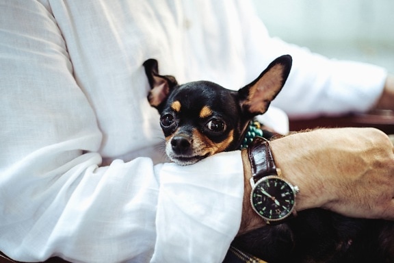 wristwatch, dog, pet, animal, man, shirt, hand