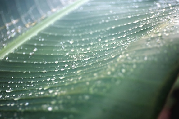 rain, water, wet, leaf, plant
