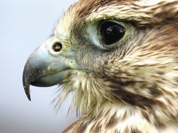 beak, falcon, feather, bird, eyes, animal