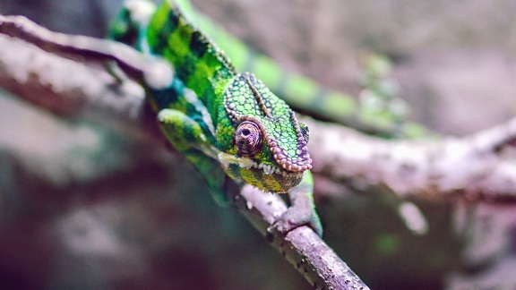 lizard, camouflage, tree, animal, reptile, green