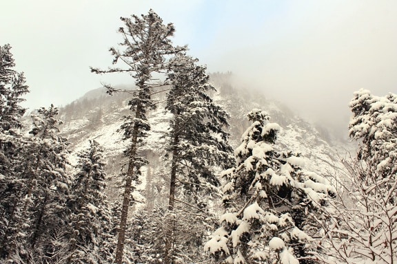 Albero, foresta, montagna, inverno, neve, freddo, congelato, ramo