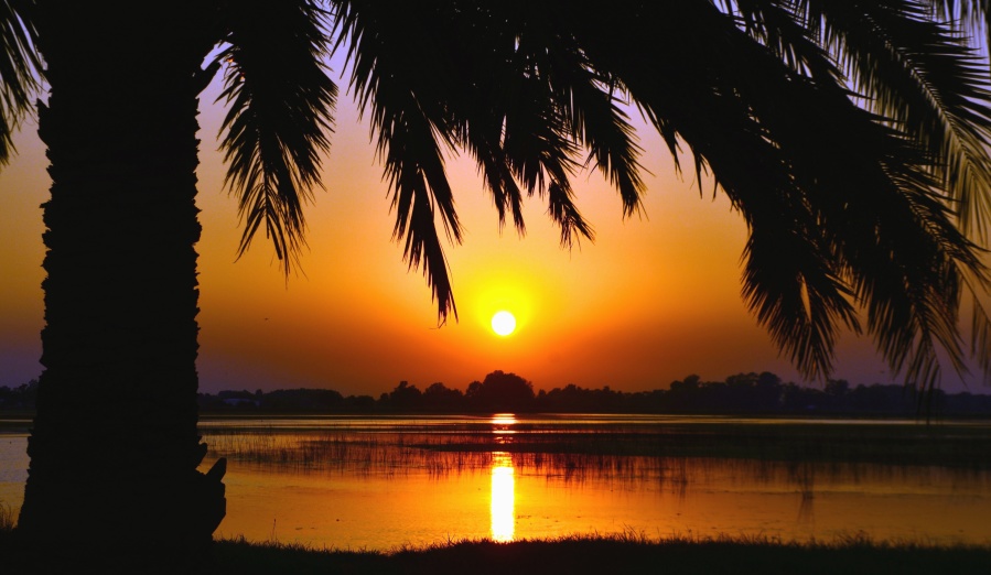 sunset, palm tree, wood, water, plant, river, nature