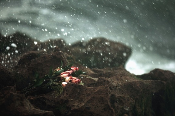 Rosa, flor, hoja, ramo, rocas, agua, lluvia