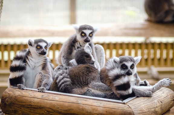 Lemur, albero, animale, pelliccia, recinzione