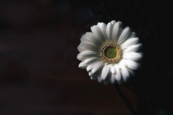 Daisy, fotoštúdio, kvetina, okvetné lístok, tyčiniek, peľ, stonky, biele