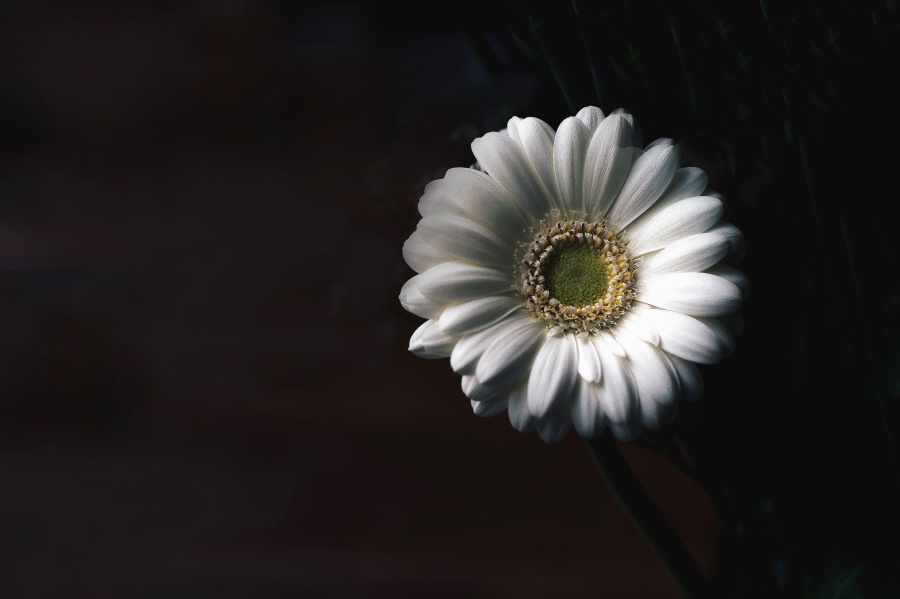 Daisy, fotostudie, blomst, petal, støvdragere, pollen, stængel, hvid