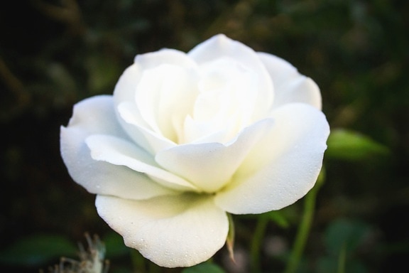 flower, petal, plant, white