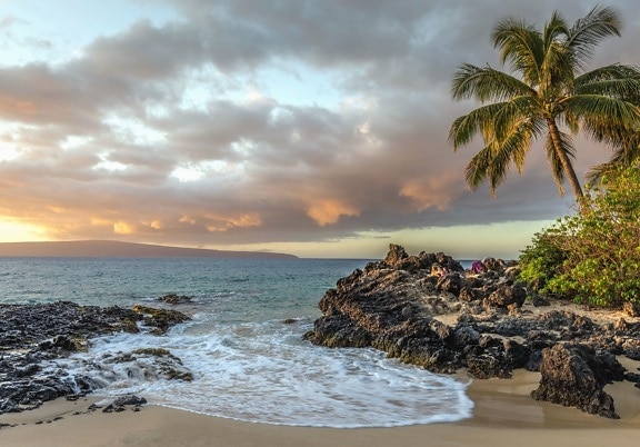 palm tree, coast, sea, sky, sunset, island