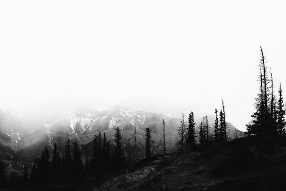 forest, mountain, tree, fir, conifer, snow, fog, landscape