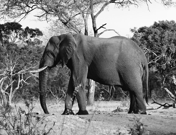 elefant, copac portbagaj, din lemn, natura