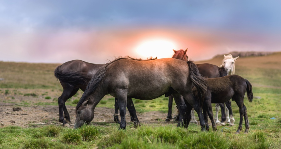 kuda, foal, hewan, hewan ternak, padang rumput, matahari, rumput