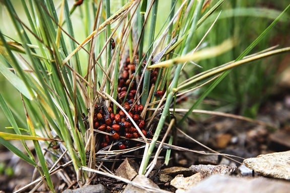 Ladybug, anlegg, gress, blader, insekt, stein