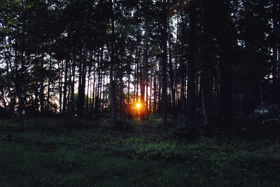 matahari terbenam, pohon, kayu, hutan, alam