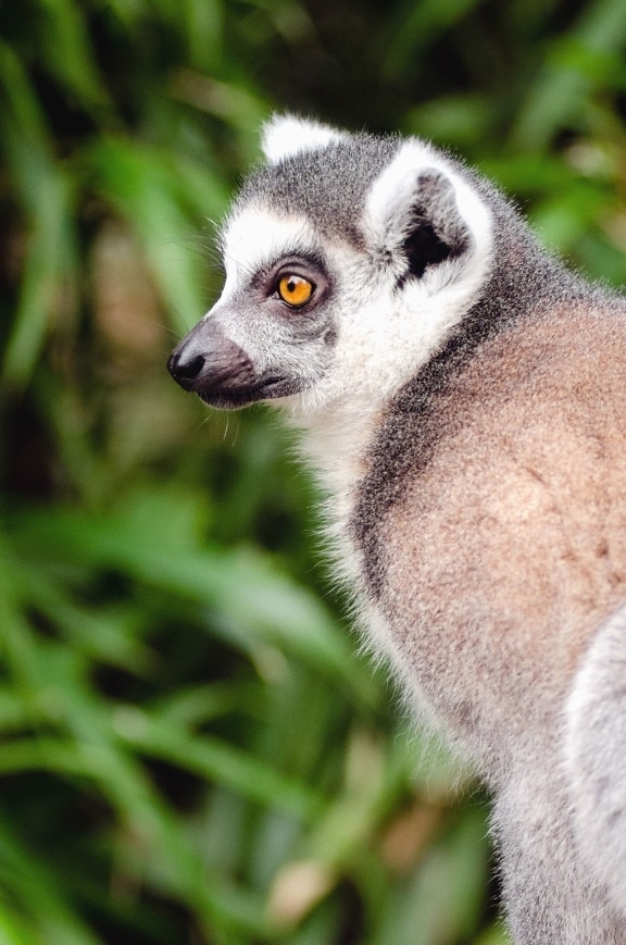 Lemur, zvíře, kožešiny, rostlina, příroda, Les