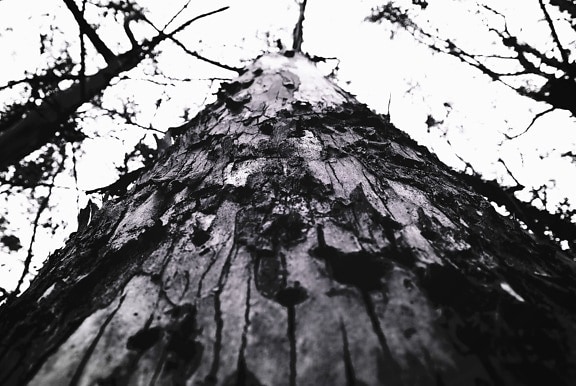 bark, wood, plant, tree, forest