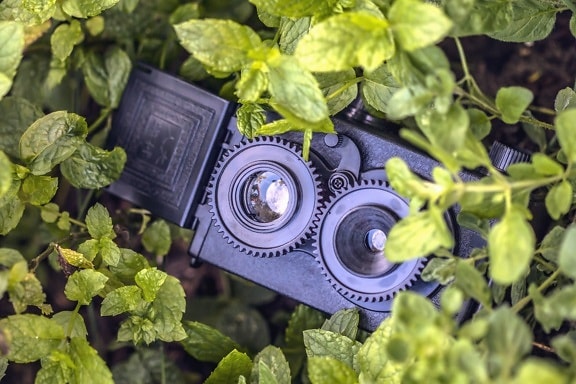 aparat de fotografiat spion, frunze, plante, obiectiv
