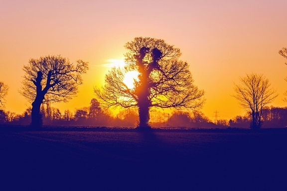treet, søn, solnedgang, skog, landskap