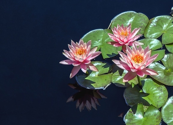 Lotus blomst vannlilje, kronblad, anlegg, refleksjon, vann