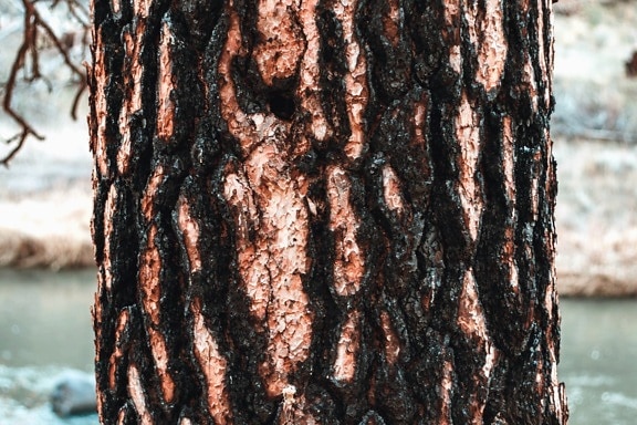 trä, bark, naturen, textur