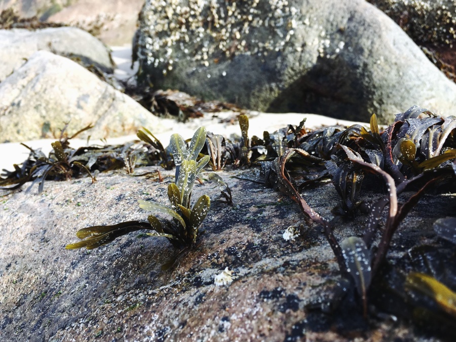 roślin, skał i natura, liść moss