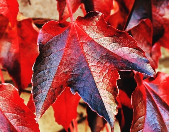 Hoja, otoño, planta, rojo, negro, textura