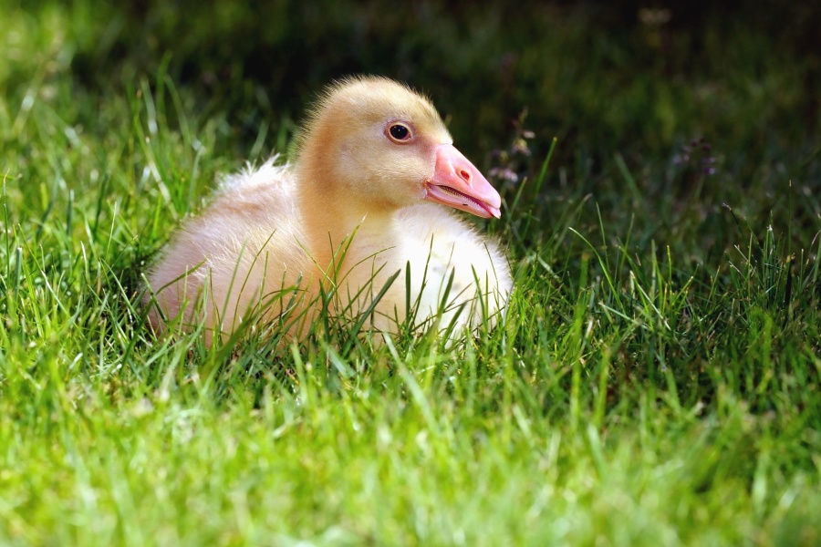 goose, animal, beak, bird, grass, nature, young