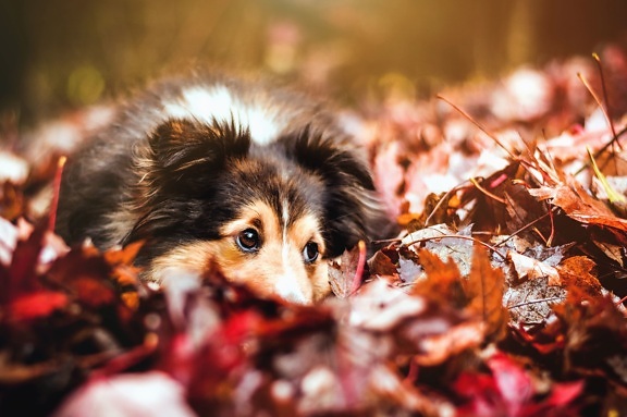 cão, folhas, outono, floresta, animais domésticos, animais de estimação