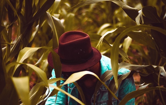 klobouk, muž, rostlin, listí, kukuřice, bunda, fotografie modelu