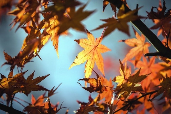 blade, efterår, træ, plante, gren