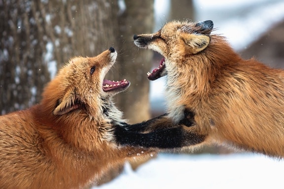 Fox, bont, bos, sneeuw, wilde dieren, koude, winter