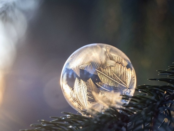 球は、モミ、反射、透明、冬、クリスマス