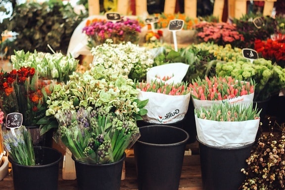 植木鉢、花、スーパー マーケット、カラフルな植物
