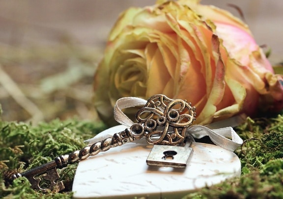 rose, petal, plant, key, metal, grass, heart, decoration